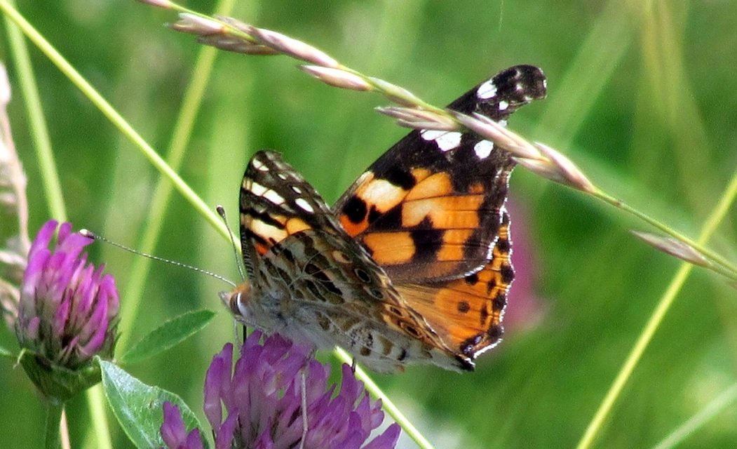 Vanessa cardui - bogáncslepke
