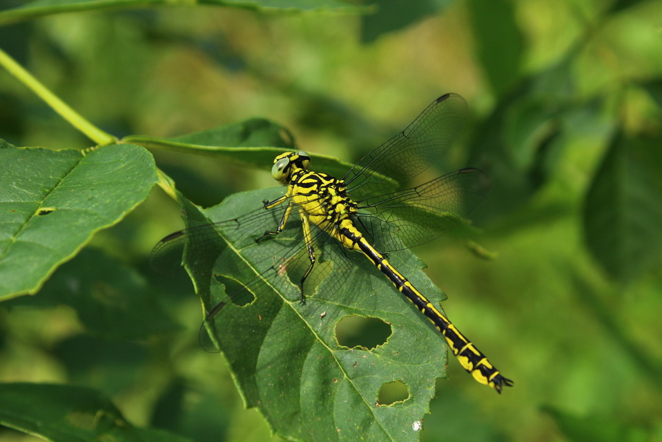 Gomphus flavipes - sárgalábú folyami-szitakötő
