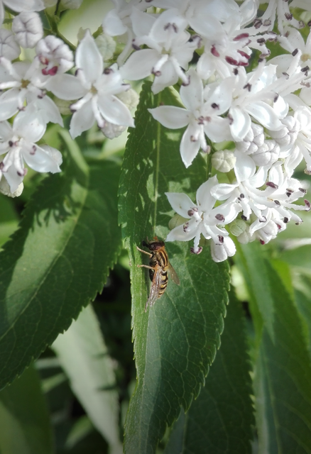 Helophilus
