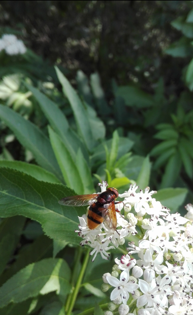 Volucella zonaria - kétöves pihelégy Volucella zonaria - kétöves pihelégy