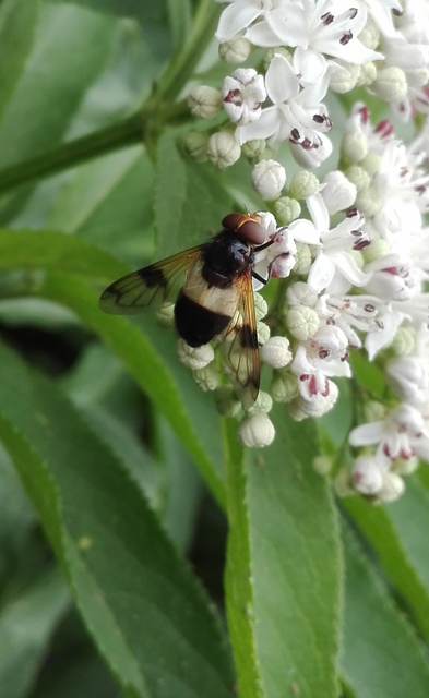 Volucella pellucens - üvegpotrohú pihelégy