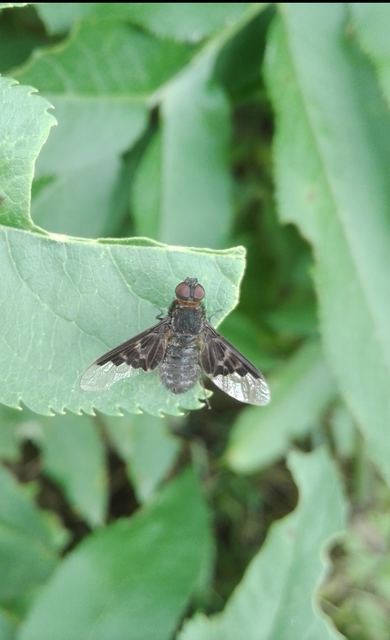 Hemipenthes morio - közönséges gyászlégy