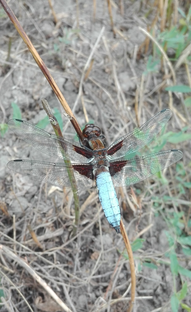 Libellula depressa - széles laposacsa