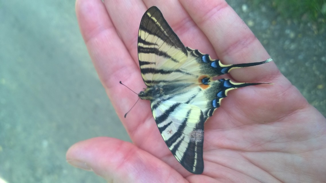 Iphiclides podalirius - kardoslepke
