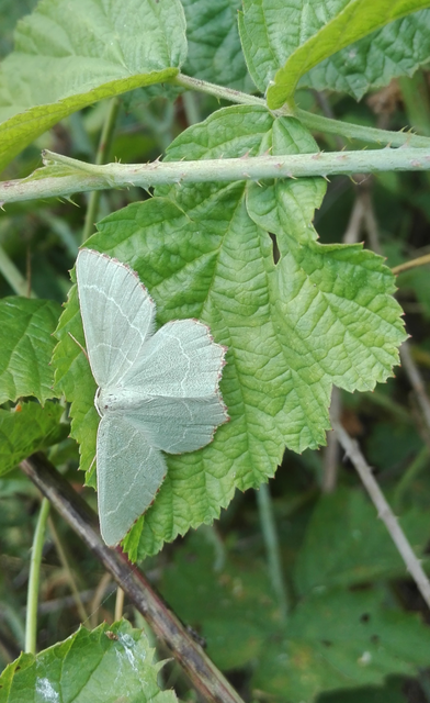 Thalera fimbrialis - csipkésszélű zöldaraszoló