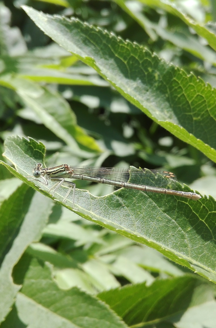 Platycnemis pennipes - széleslábú szitakötő