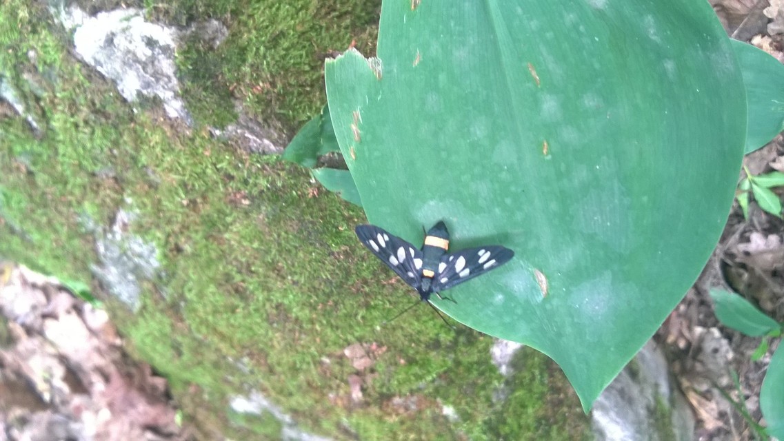 Amata phegea - fehérpettyes álcsüngőlepke