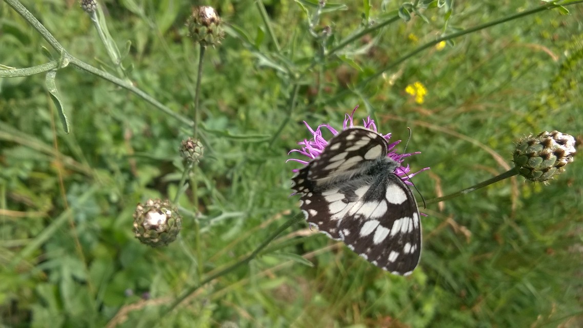 Melanargia galathea - sakktáblalepke