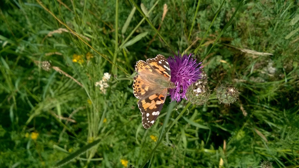 Vanessa cardui - bogáncslepke