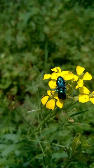 Cryptocephalus