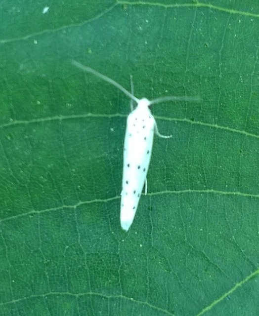 Yponomeuta