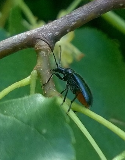 Dinoptera collaris - vörösnyakú virágcincér