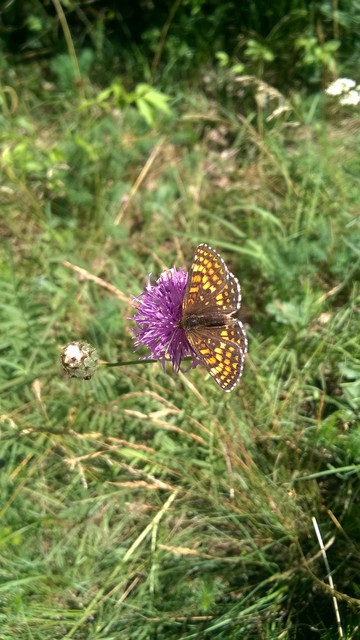 Melitaea athalia/aurelia/britomartis