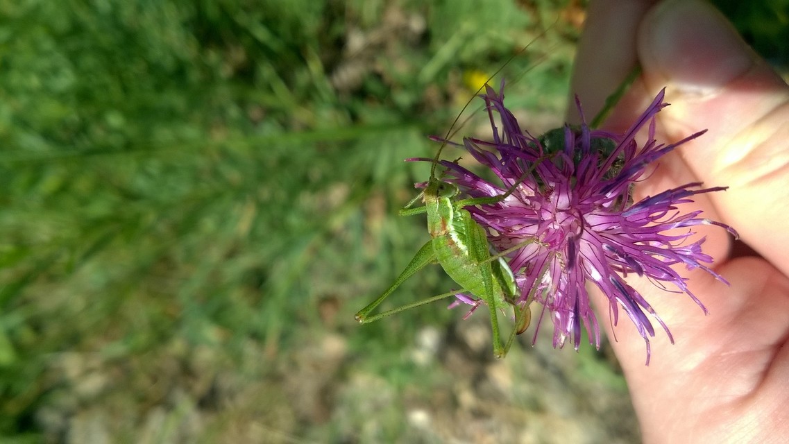 Leptophyes albovittata - közönséges virágszöcske
