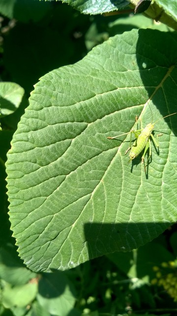 Leptophyes albovittata - közönséges virágszöcske