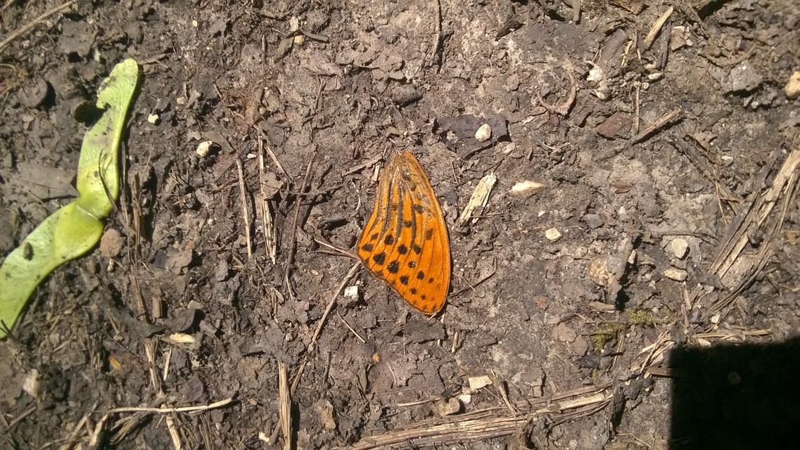 Argynnis paphia - nagy gyöngyházlepke