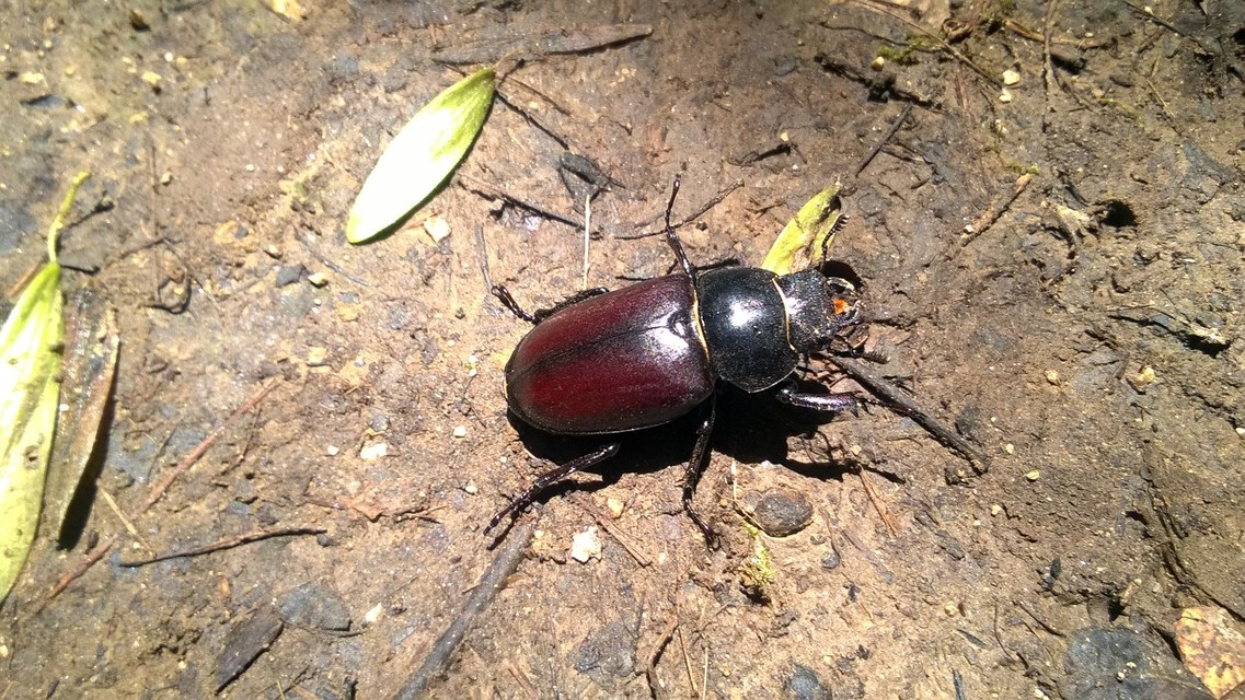 Lucanus cervus - nagy szarvasbogár