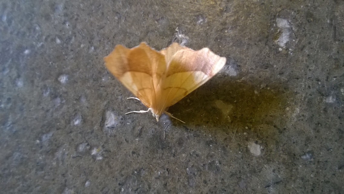 Ennomos quercinaria - tölgyfa-levélaraszoló