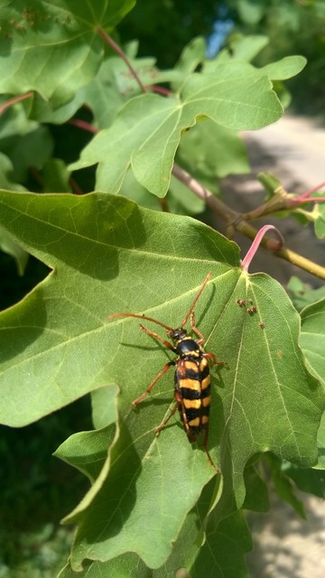 Leptura aurulenta - sárgaszőrű szalagoscincér