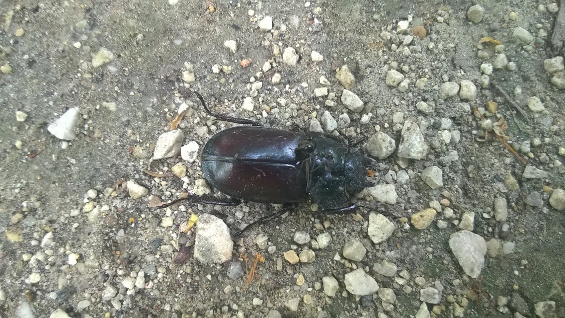 Lucanus cervus - nagy szarvasbogár