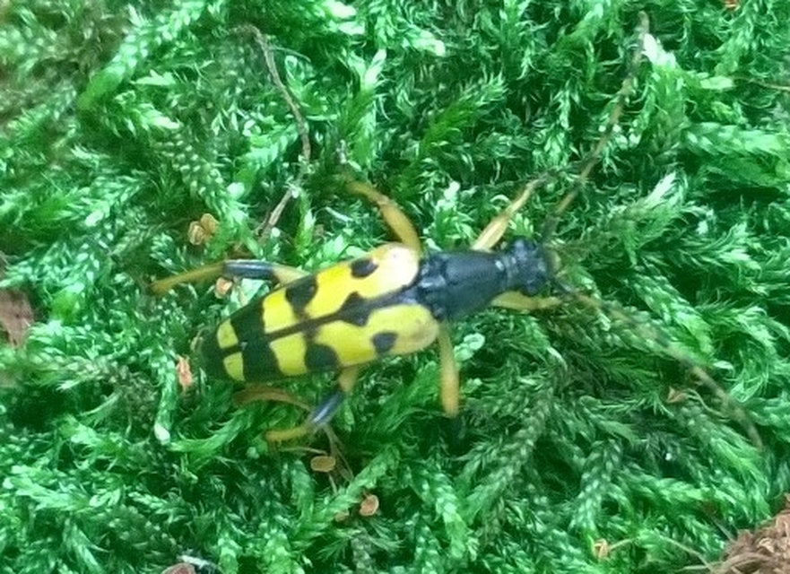 Rutpela maculata - tarkacsápú karcsúcincér