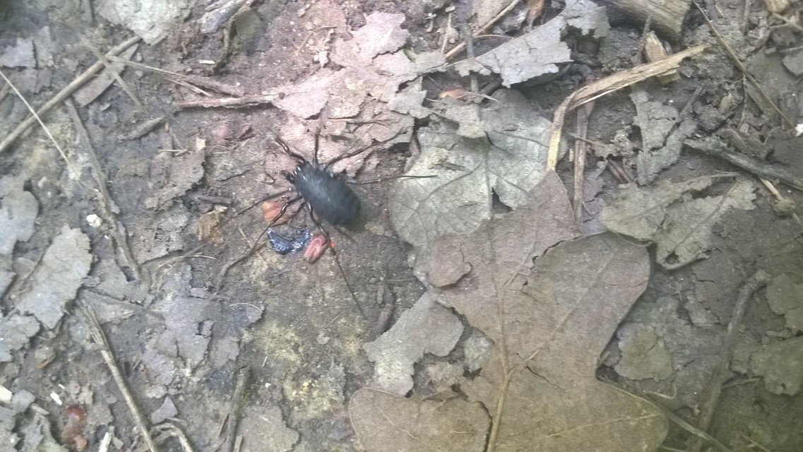 Egaenus convexus