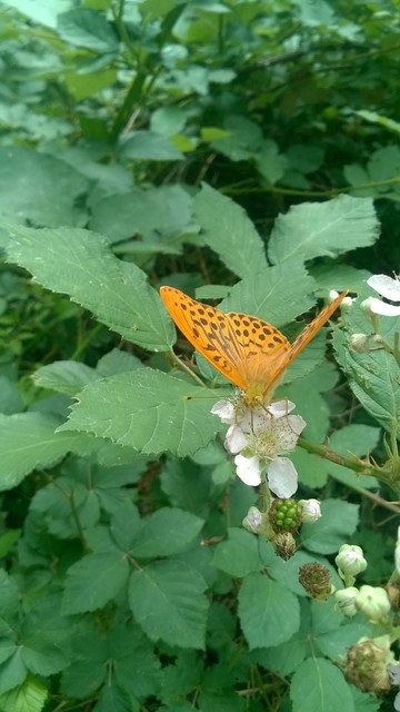 Argynnis paphia - nagy gyöngyházlepke