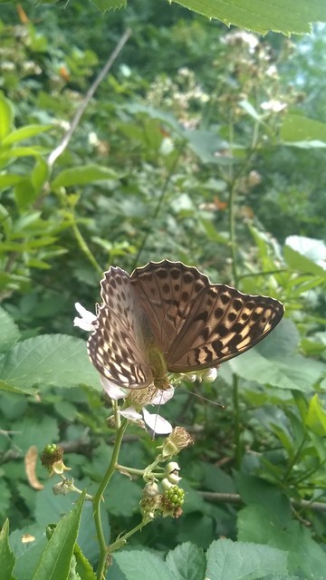 Argynnis paphia - nagy gyöngyházlepke