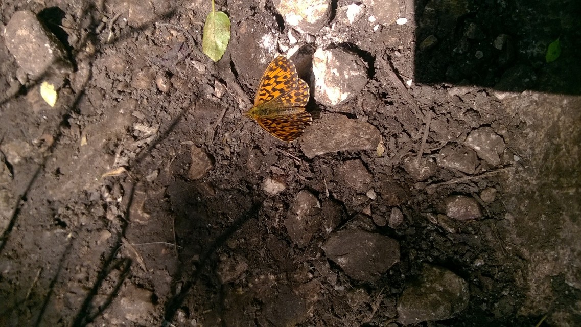 Boloria dia - kis gyöngyházlepke