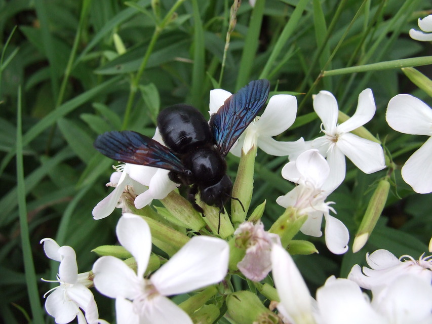 Xylocopa valga - gyakori fadongó