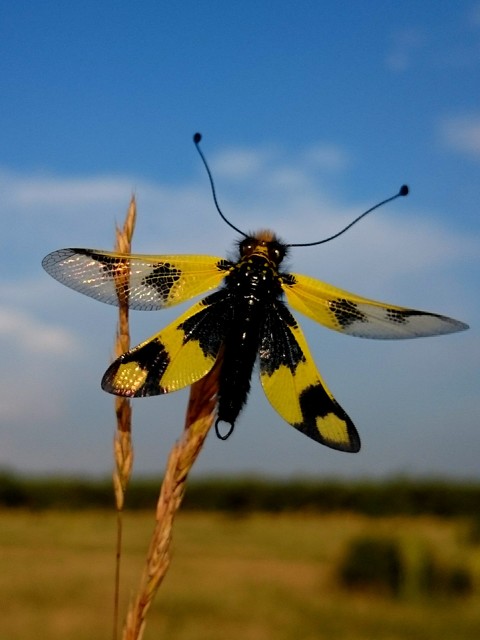 Libelloides macaronius - keleti rablópille