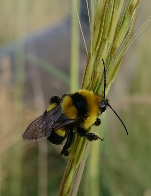 Bombus ruderatus - ligeti poszméh