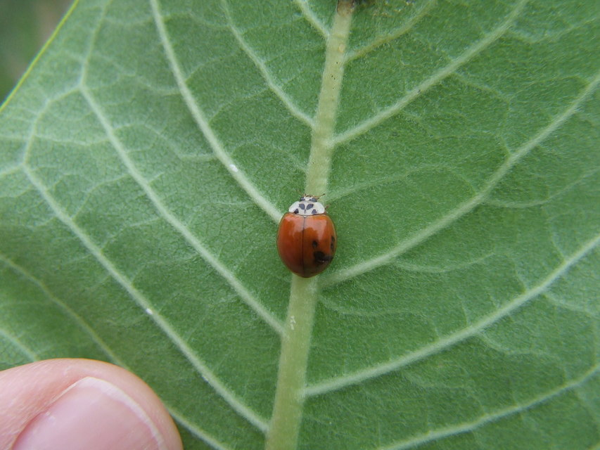 Harmonia axyridis - harlekinkatica