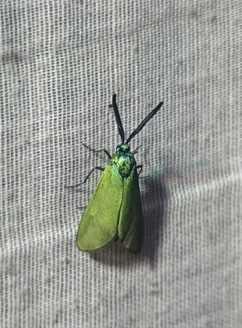 Procridinae