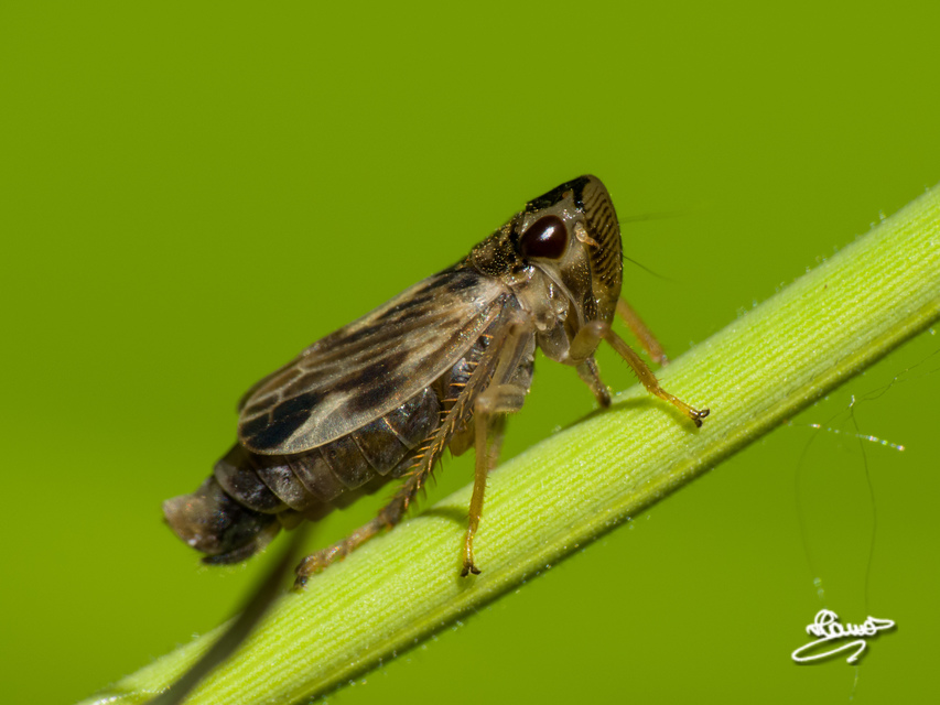 Evacanthus acuminatus