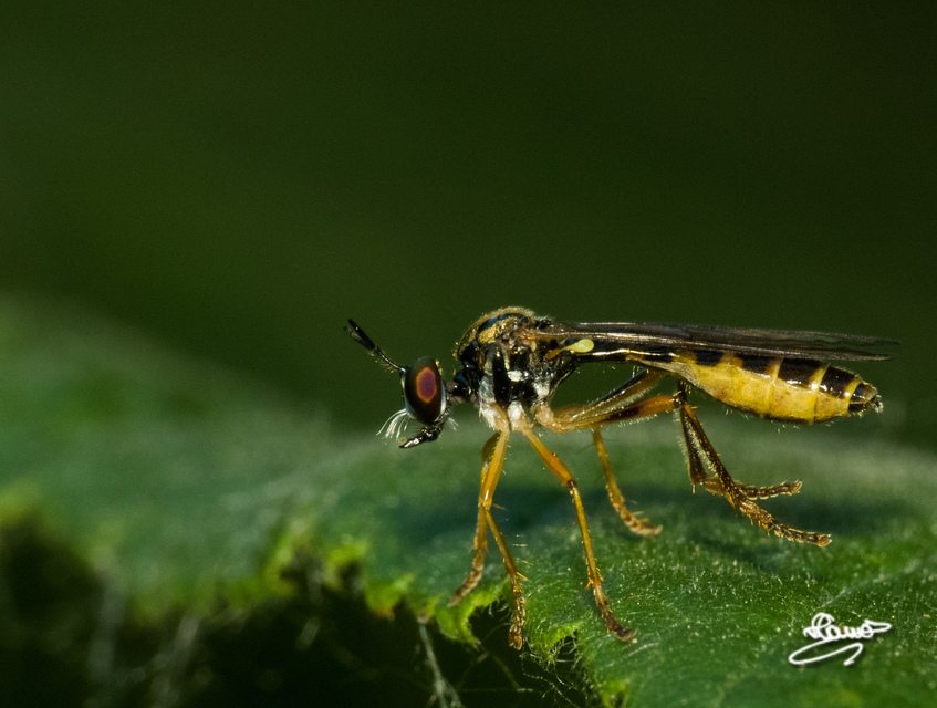 Dioctria linearis - karcsú héjalégy