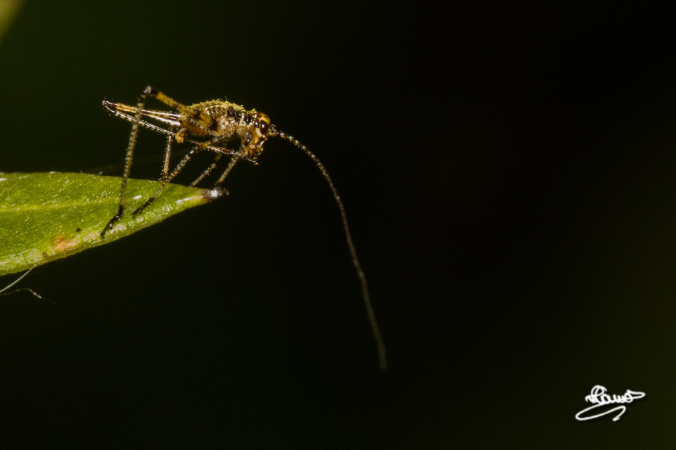 Phaneroptera