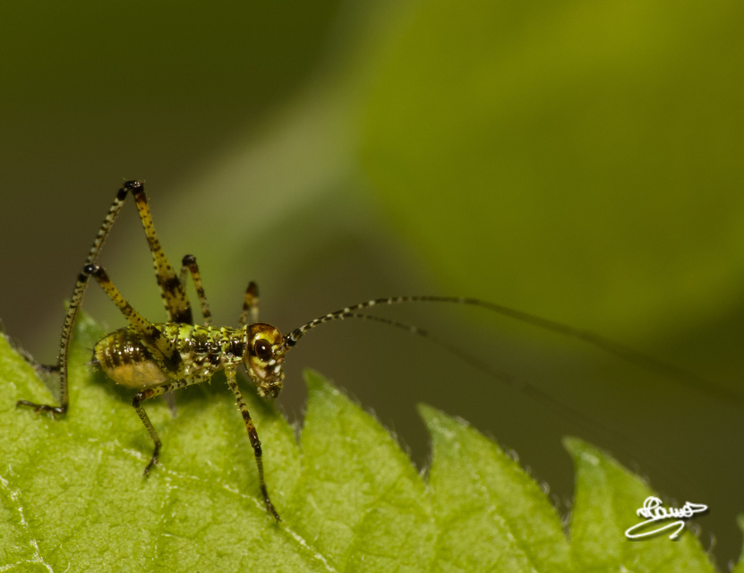 Phaneroptera