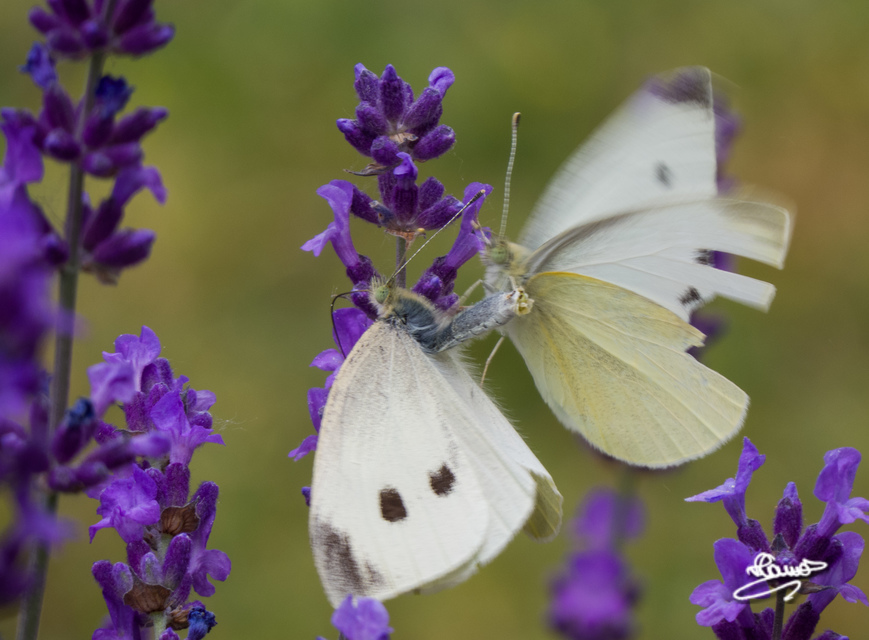 Pieris rapae - répalepke