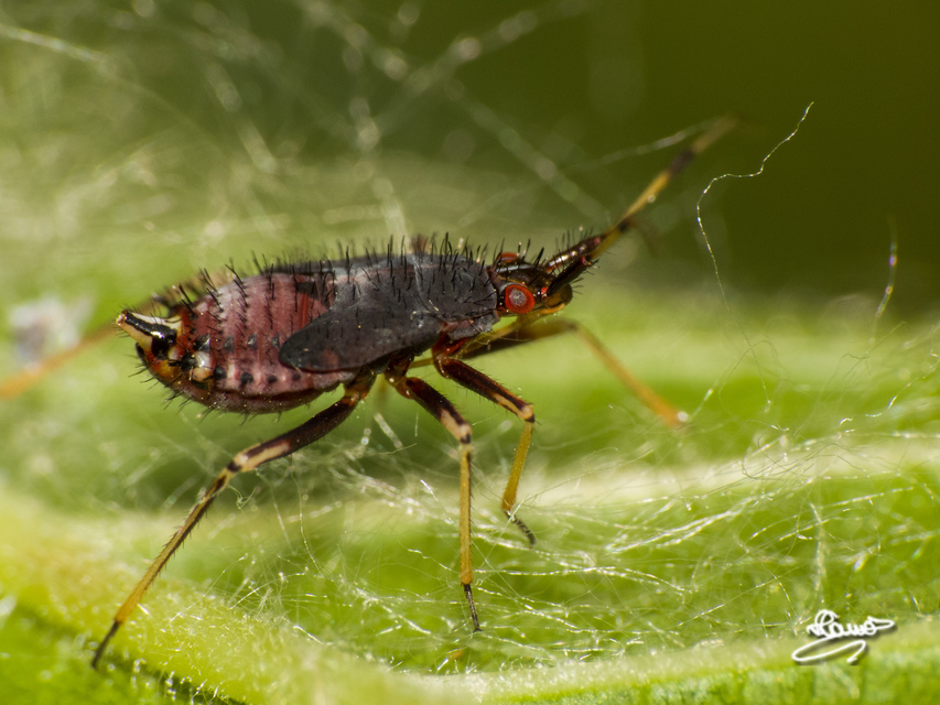 Deraeocoris