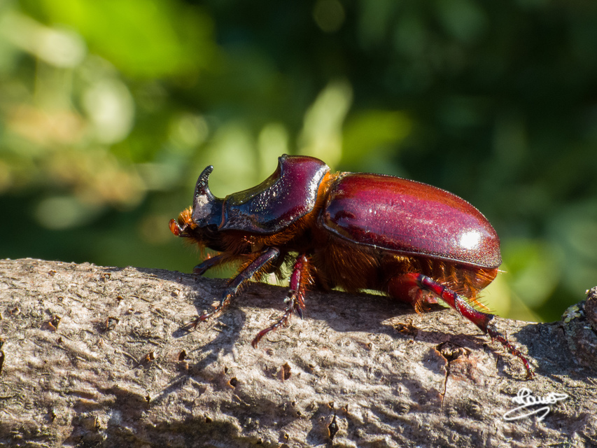 Oryctes nasicornis - orrszarvú bogár