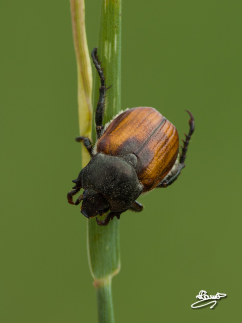 Anisoplia tempestiva - gabonaszipoly