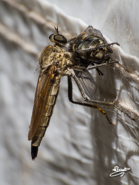 Asilidae - rablólégyfélék