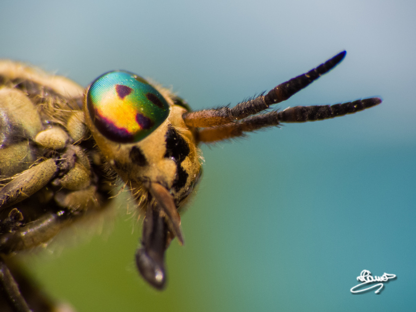 Chrysops