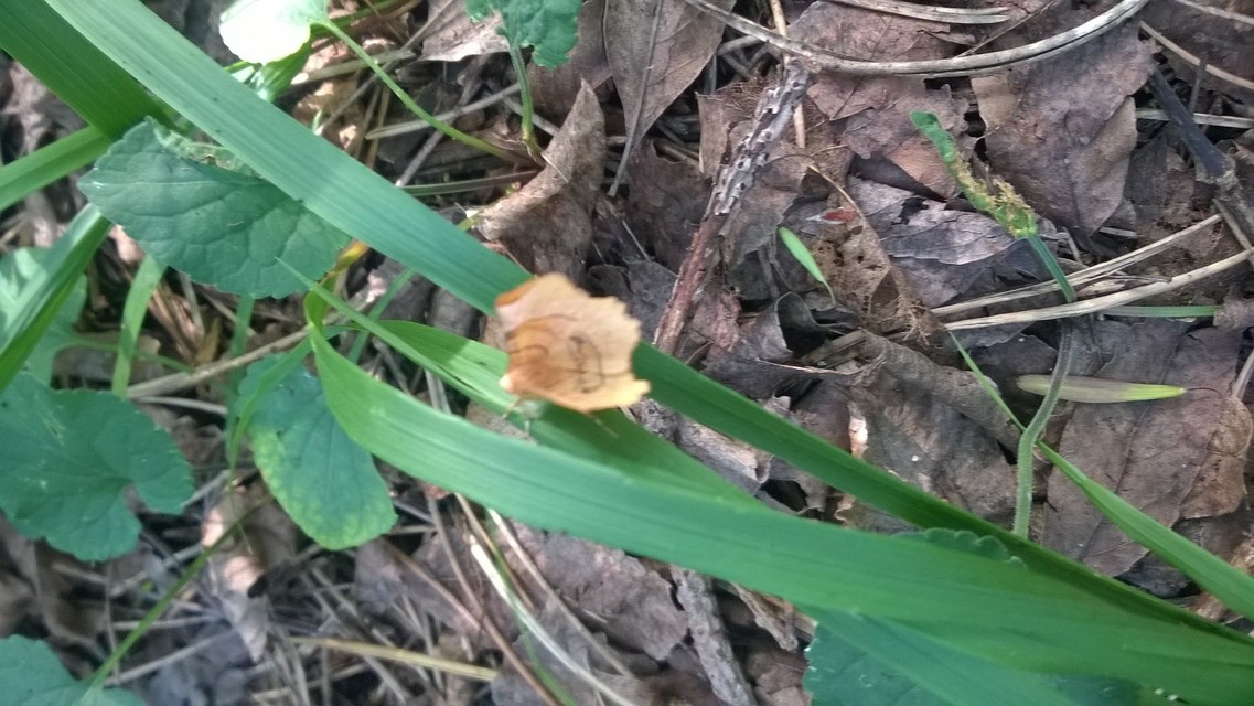 Selenia lunularia - egyfoltos holdasaraszoló