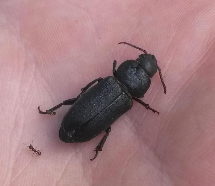 Spondylis buprestoides - erdei félcincér