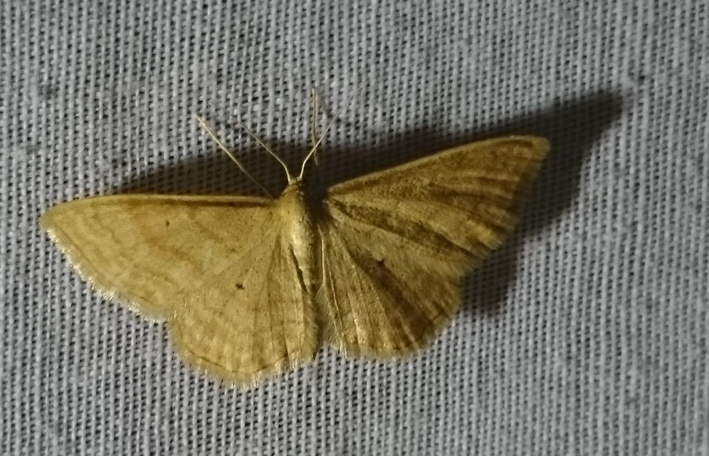 Idaea rufaria - vörhenyes sávosaraszoló