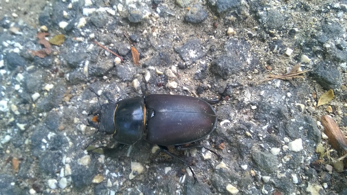 Lucanus cervus - nagy szarvasbogár