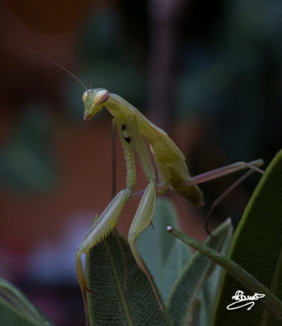Mantis religiosa - imádkozósáska