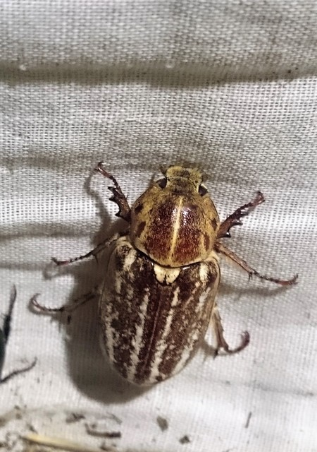Anoxia orientalis - keleti cserebogár